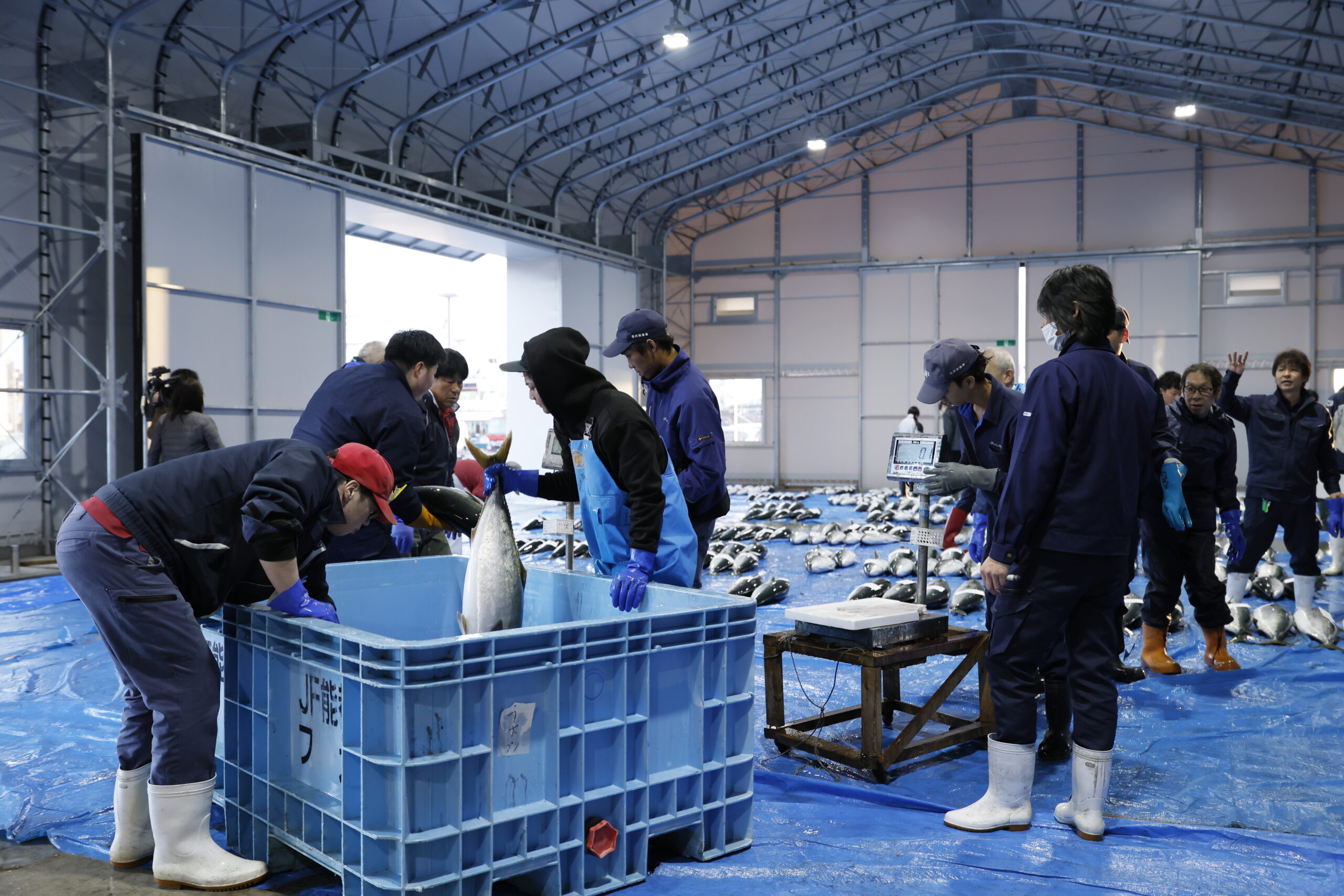 まだ知られざる「天然能登寒ぶり」を徹底解説！