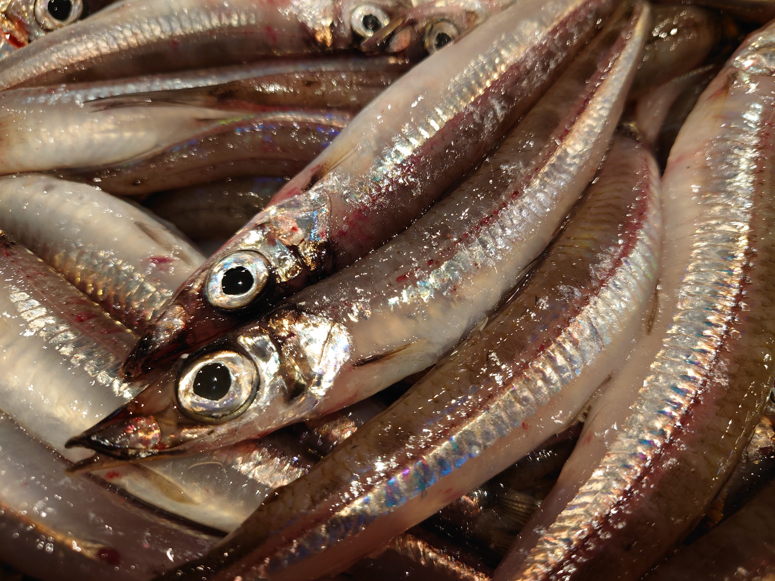 【秋の味覚】底曳網漁がついに解禁！今こそ食べたいおすすめの地魚4選