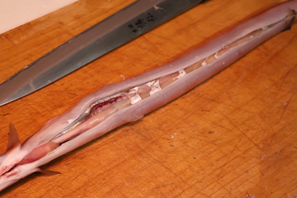 アカヤガラのお腹を捌いたところ