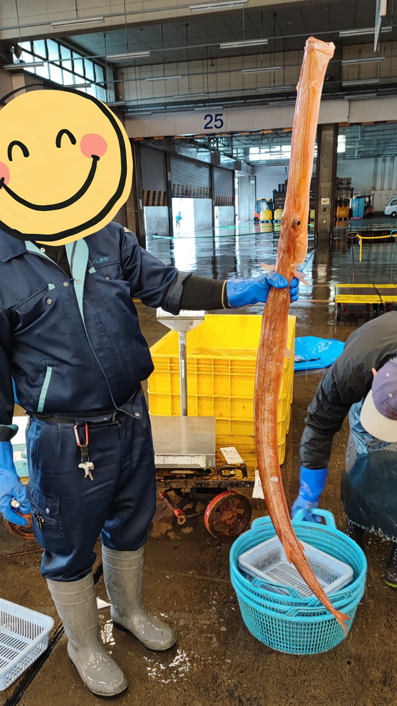 巨大なアカヤガラ